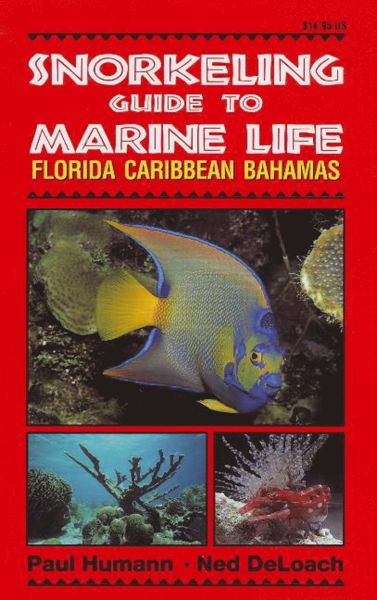 Snorkeling Guide to Marine Life 1