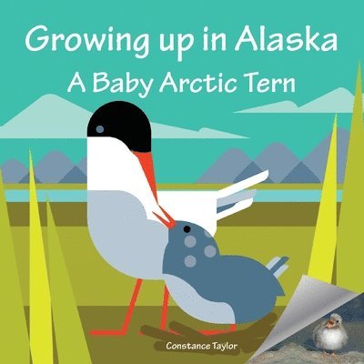 Growing up in Alaska: A Baby Arctic Tern 1