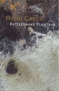 bokomslag Rattlesnake Plantain