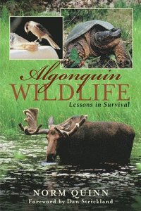 bokomslag Algonquin Wildlife