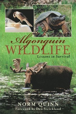Algonquin Wildlife 1
