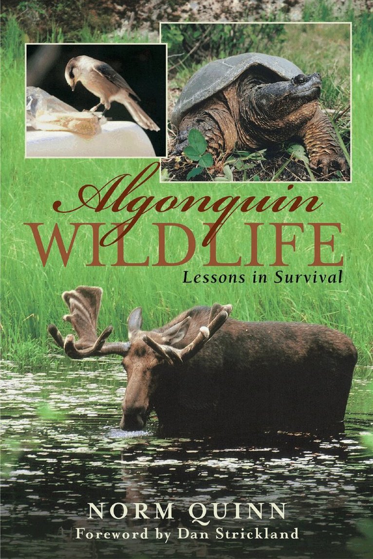 Norm Quinn - Algonquin Wildlife, Häftad
