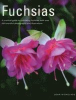 bokomslag Fuchsias