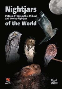 bokomslag Nightjars, Potoos, Frogmouths, Oilbird, and Owletnightjars of the World
