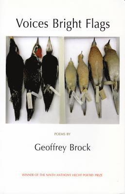 Geoffrey Brock - Voices Bright Flags, Häftad
