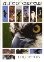 bokomslag A Life of Ospreys