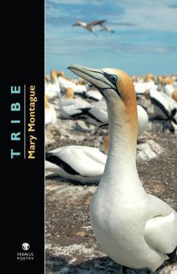 Mary Montague - Tribe, Häftad