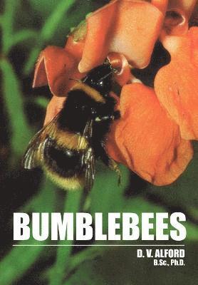 bokomslag Bumble Bees