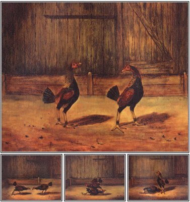 EVERARD SIMPSON - Breeding and Management of Fighting Cocks, Häftad