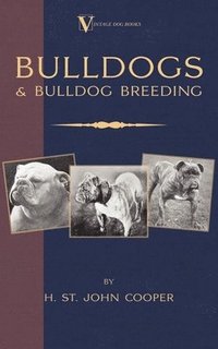 bokomslag Bulldogs and Bulldog Breeding (A Vintage Dog Books Breed Classic)