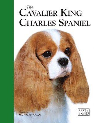 Cavalier King Charles Spaniel