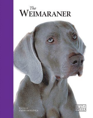 Weimaraner