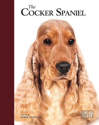 Cocker Spaniel