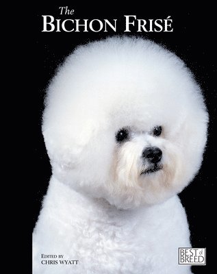 Bichon Frise