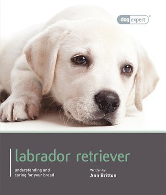 bokomslag Labrador - Dog Expert