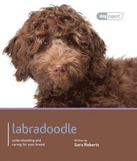 bokomslag Labradoodle - Dog Expert