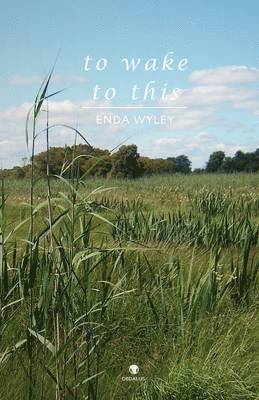 Enda Wyley - To Wake to This, Häftad