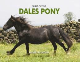 Spirit of the Dales Pony 1