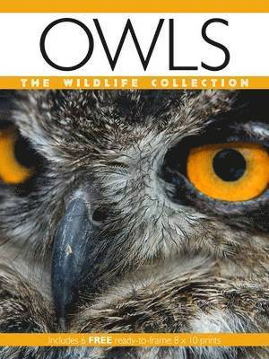 Owls