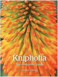 Kniphofia