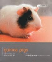 bokomslag Guinea Pig - Pet Friendly
