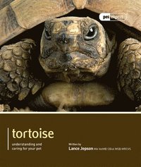 bokomslag Tortoise - Pet Expert