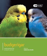 bokomslag Budgeriegars - Pet Friendly