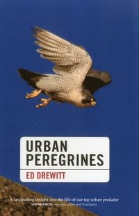 bokomslag Urban Peregrines