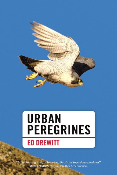 bokomslag Urban Peregrines