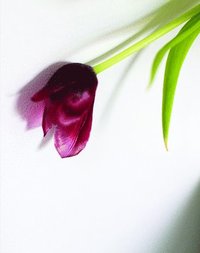 bokomslag Tulip