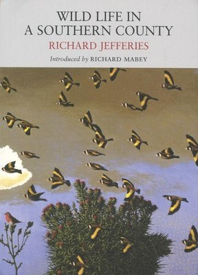 Richard Jefferies - Wild Life in a Southern County, Häftad