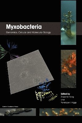 bokomslag Myxobacteria