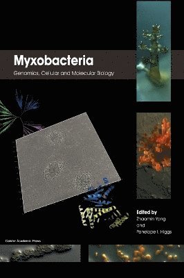 Myxobacteria 1