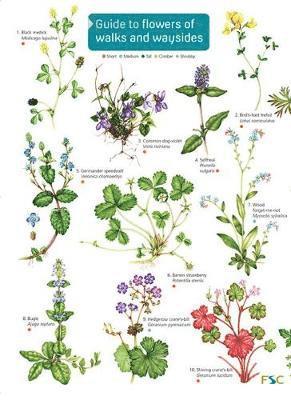 Rebecca Farley-Brown - Guide to flowers of walks and waysides, Inbunden