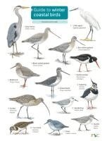 Sue Loughran - Guide to winter coastal birds, Häftad