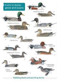 bokomslag Ducks, Geese and Swans
