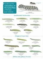 bokomslag Guide to caterpillars of the butterflies of Britain and Ireland