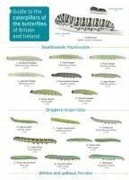 John Bebbington - Guide to caterpillars of the butterflies of Britain and Ireland, Häftad