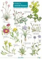Simon Norman - Seaside Flowers, Häftad