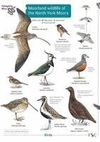 Field Studies Council - Moorland wildlife of the North York Moors, Häftad