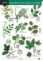 Rebekah Trehern - Woodlands: trees, flowers and fungi, Häftad
