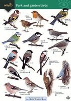 Rebecca Farley-Brown - Park and garden birds, Häftad