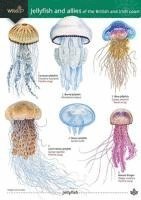bokomslag Jellyfish and allies of the British and Irish Coast