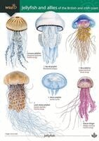 Rebekah Trehern - Jellyfish and allies of the British and Irish Coast, Häftad