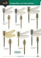Rebecca Farley-Brown, Alice Broader - Dragonflies and damselflies, Häftad