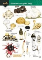 Geoffrey Kibby, Stephen Docker, Rebecca Farley-Brown - Distinctive non-gilled fungi, Häftad