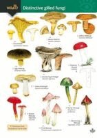 Geoffrey Kibby, Stephen Docker, Rebecca Farley-Brown - Distinctive gilled fungi, Häftad