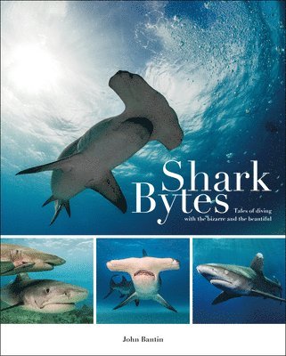 bokomslag Shark Bytes