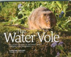 Water Vole