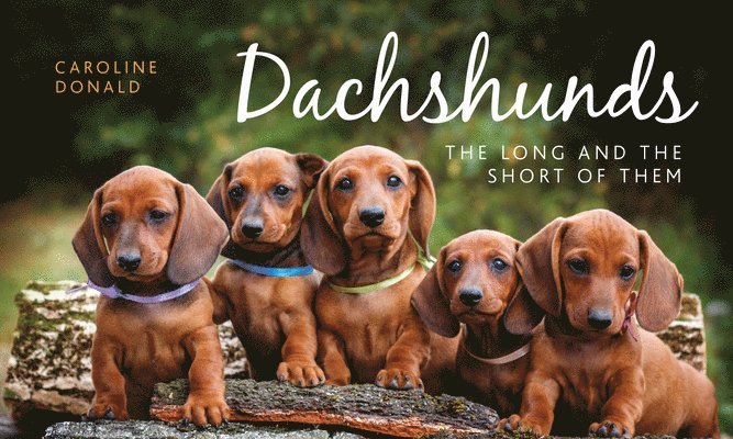 Caroline Donald - Dachshunds, Inbunden